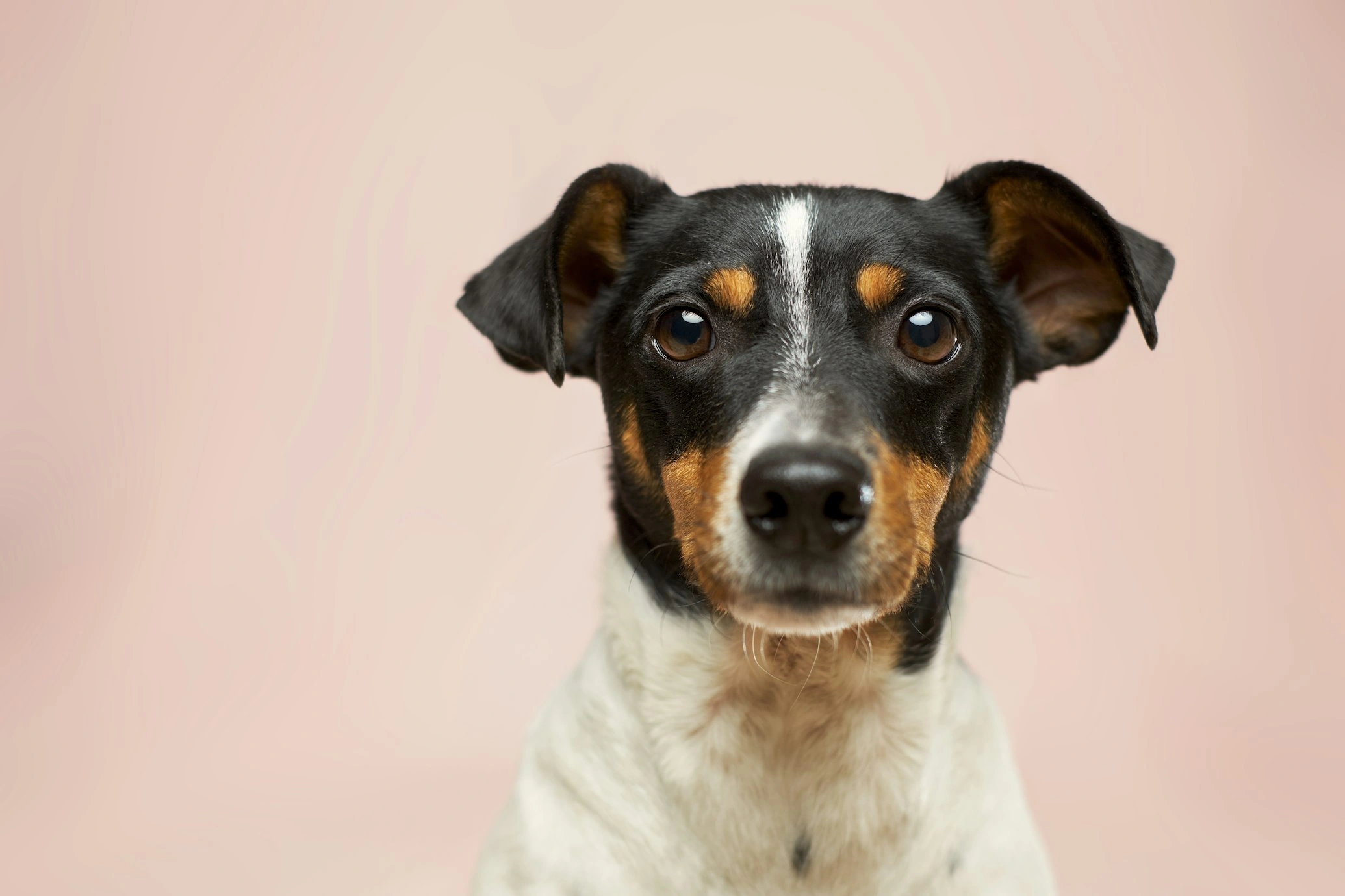 Pet